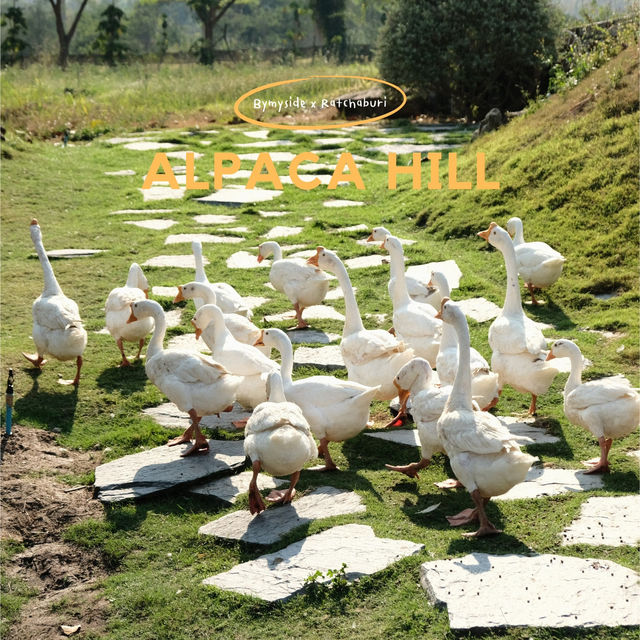 Alpaca Hill | สวนสัตว์ Open-Air ที่ต้องไปสักครั้ง