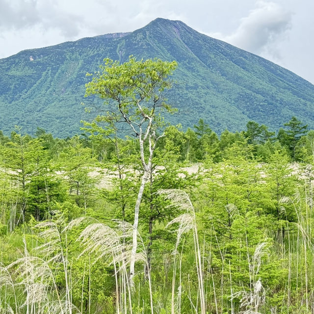 奧日光 戰場之原 徒步