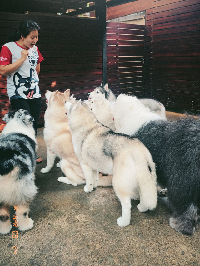 【タイ🇹🇭】大型犬🐩ハスキー大渋滞！ハスキーカフェ完全攻略☕️