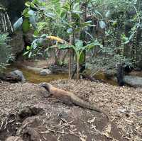 柏斯動物園 地點方便 又可以見到差唔多所有澳洲動物