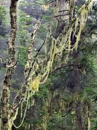 Huanglong Forest is the Paradise 