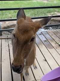 Engaging Encounters: Feeding animals at the farm!