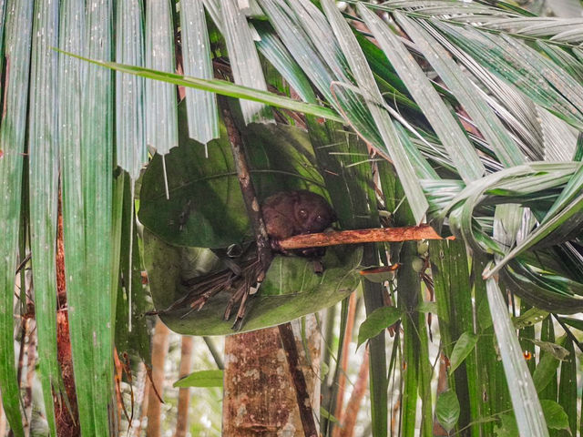 Bohol Tarsier Conservation Area