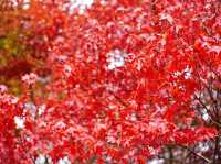 가을에 꼭 가야할 단풍 핫플 🍁