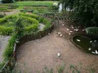 ทานข้าวโพดหวานที่ Cornily Corn farm
