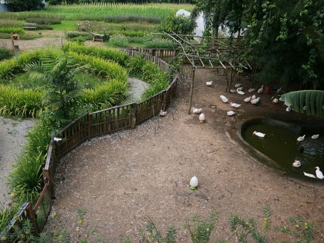ทานข้าวโพดหวานที่ Cornily Corn farm