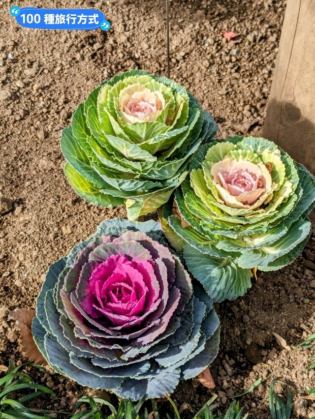 東京賞牡丹花的好去處-上野東照宮牡丹苑