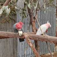 Explore Australian Wildlife !!