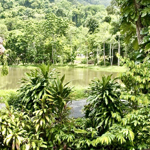 Camping in the Wild Jungle of Phuket 