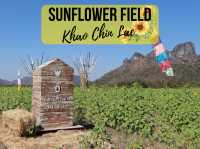 รีวิว ทุ่งทานตะวันที่เขาจีนแล จังหวัดลพบุรี 🌻