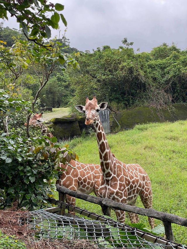 親子必去🇼🇸台北市木柵動物園