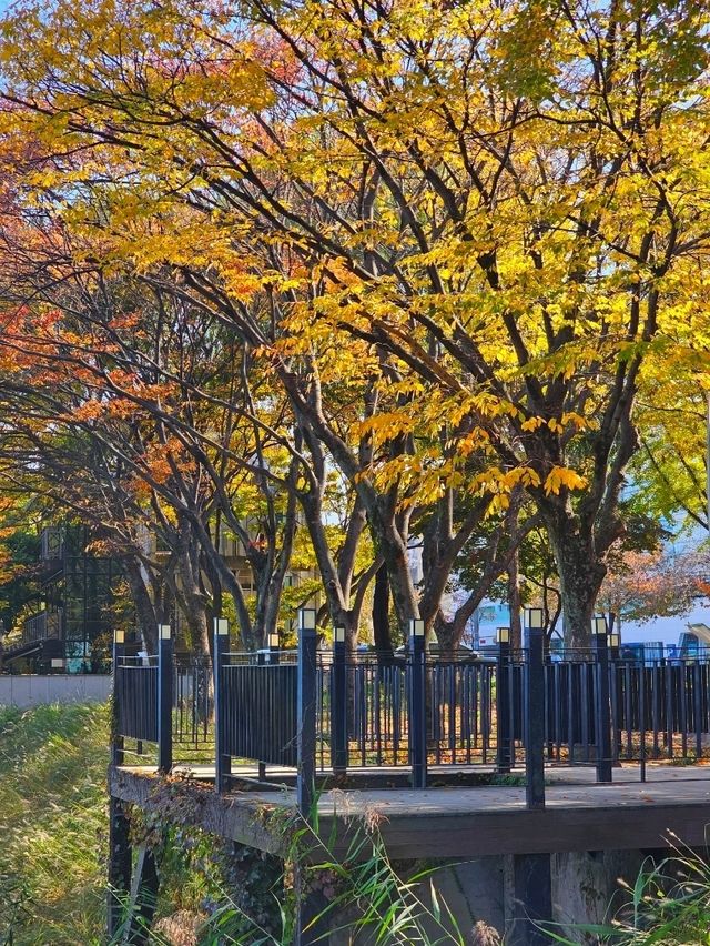 가을에는 단풍 명소로 유명한 대구 야외데이트 추천지 👫