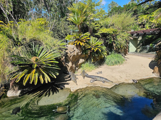 🐯🧸샌디에고 동물원 San diego zoo