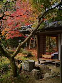 【ここ行って】めちゃ穴場の予約制紅葉スポット🍁庭園の風景が美しい✨
