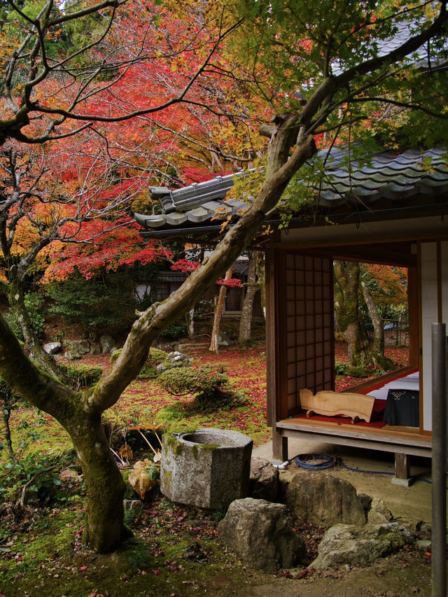 【ここ行って】めちゃ穴場の予約制紅葉スポット🍁庭園の風景が美しい✨
