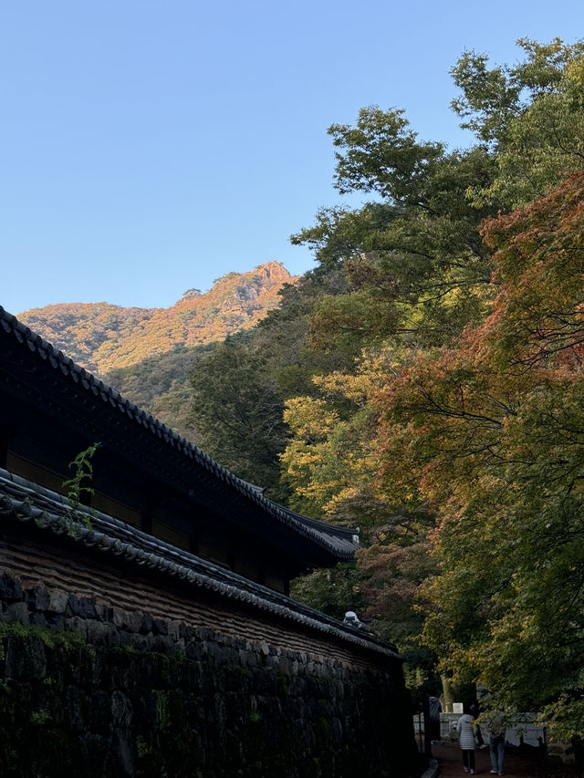 단풍명소 - 내장산 🏞️