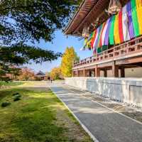 【京都紅葉】本当は教えたくない紅葉の名所 総本山智積院