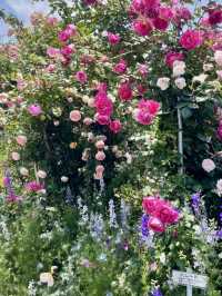 【大分】素敵なご夫婦が育てる丹精込めたバラ園🌹