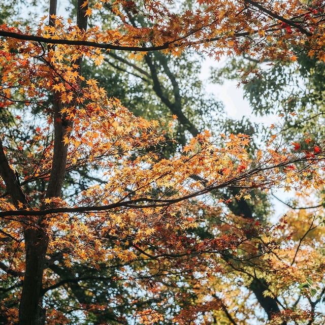 วัดคินคะคุจิ(Kinkakuji)