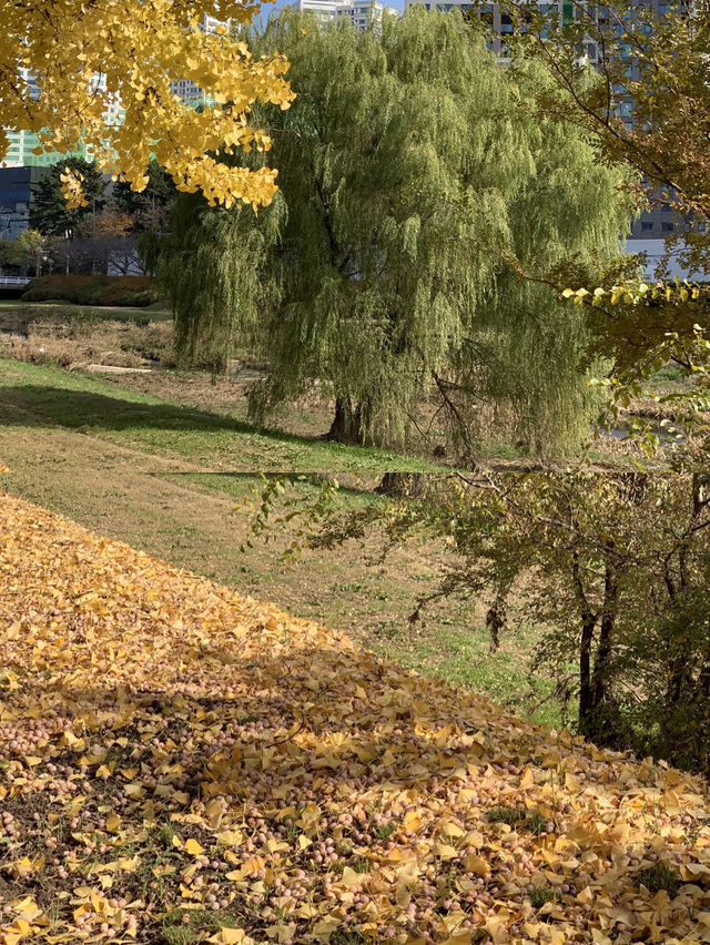 지금 달려가면 볼 수 있는 단풍 🍁
