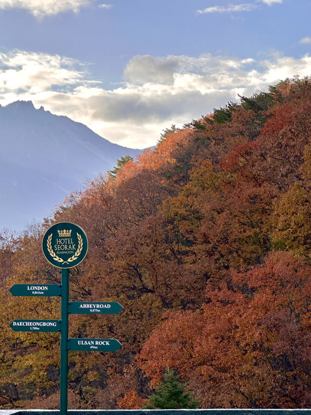 가을 설악산에 내려앉은 빨간 단풍이불 🍂🍁