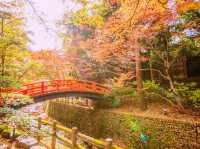 京都🇯🇵野宮神社