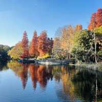 井之頭恩賜公園-不同種類的楓樹交織成美麗的畫卷