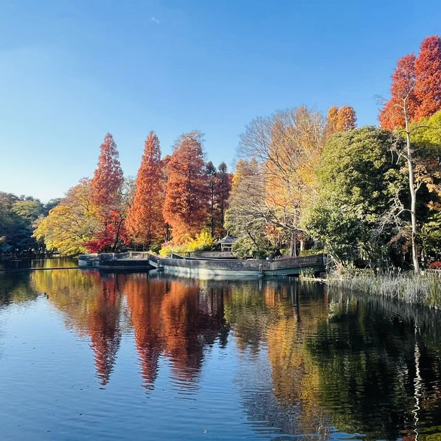 井之頭恩賜公園-不同種類的楓樹交織成美麗的畫卷