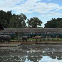 Buffalo Village หมู่บ้านอนุรักษ์ควายไทย