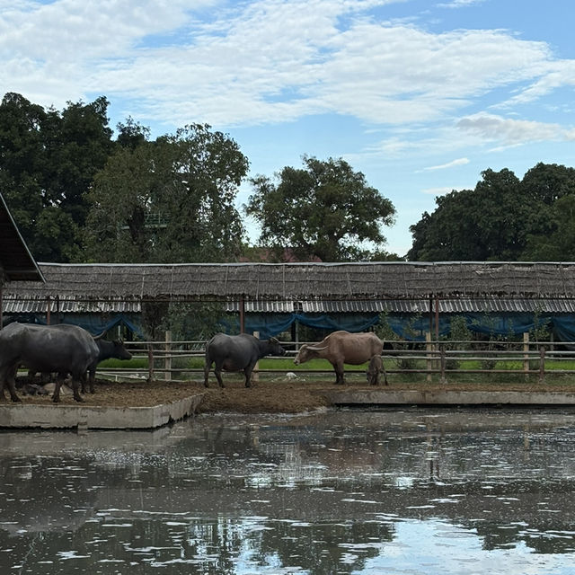 Buffalo Village หมู่บ้านอนุรักษ์ควายไทย