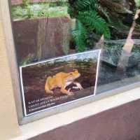 The Harimau Malaya