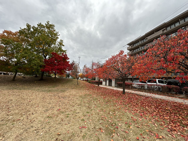【長野市🇯🇵】汽車の遊具で遊べる！駐車場有り！昔から親しまれている公園🏞