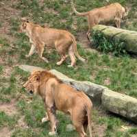 台北市立動物園：動物王國之旅 🦁🌿