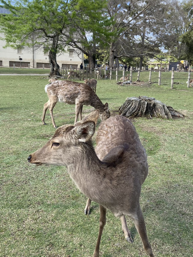 Nara Park: A Magical Meeting with Japan’s Sacred Deer