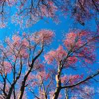 ภูลมโล