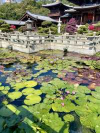 🌺🌼如世外桃源般的「志蓮淨苑」🪷🤩