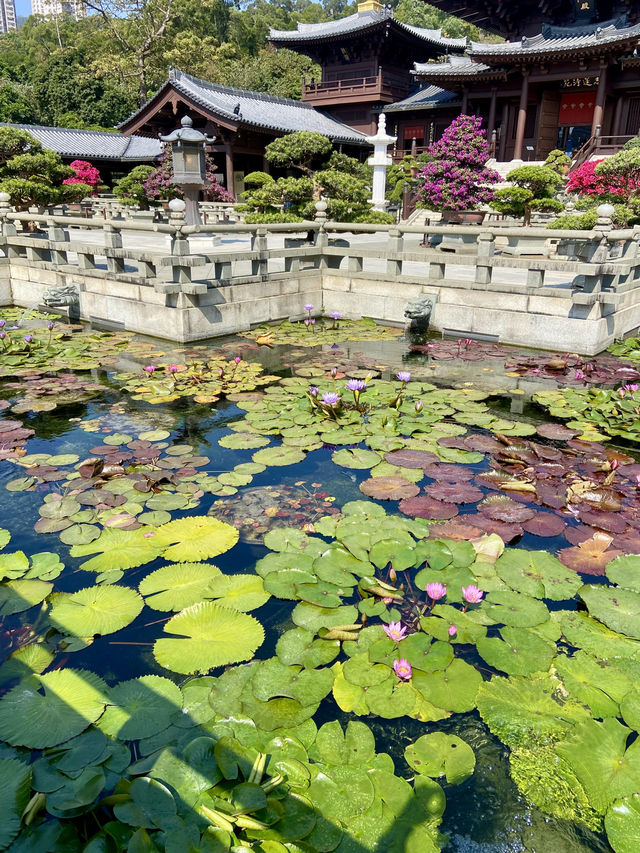 🌺🌼如世外桃源般的「志蓮淨苑」🪷🤩