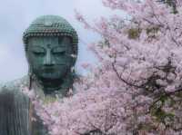 มาญี่ปุ่นต้องมาสักการะพระใหญ่แห่งเมืองคามาคุระ 🇯🇵