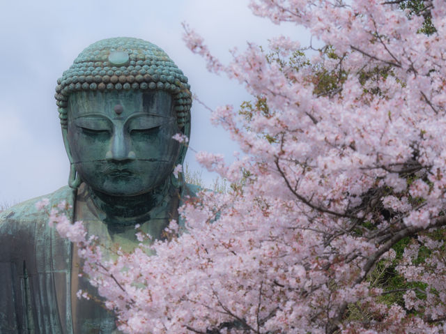 มาญี่ปุ่นต้องมาสักการะพระใหญ่แห่งเมืองคามาคุระ 🇯🇵