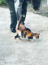 Houlong Cat Village หมู่บ้านที่ทาสแมวต้องหลงรัก 💖