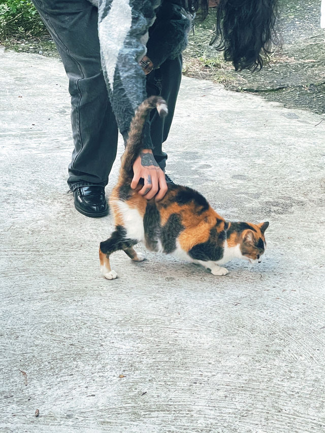Houlong Cat Village หมู่บ้านที่ทาสแมวต้องหลงรัก 💖
