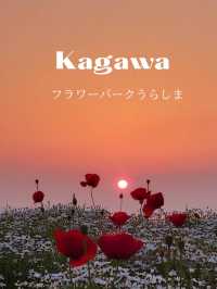 【瀬戸内海を一望する春限定の海辺の花畑】