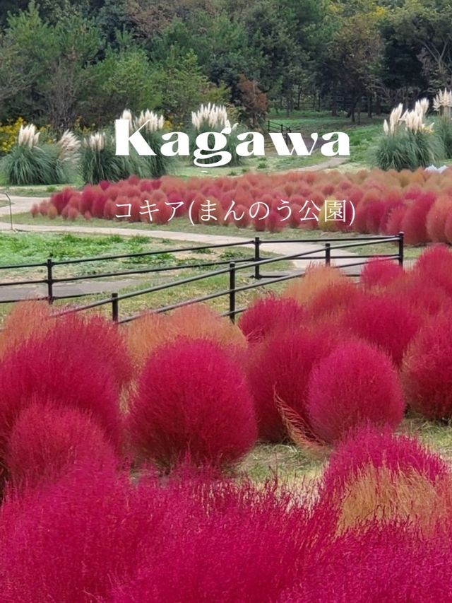 【緑～赤に変わりゆくまで楽しめる】