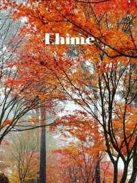 【木々が作る紅葉のトンネルや、落ち葉のじゅうたんが風情たっぷり。】