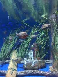 🌊 Dive into an Unforgettable Adventure at Aquaria KLCC! 🦈