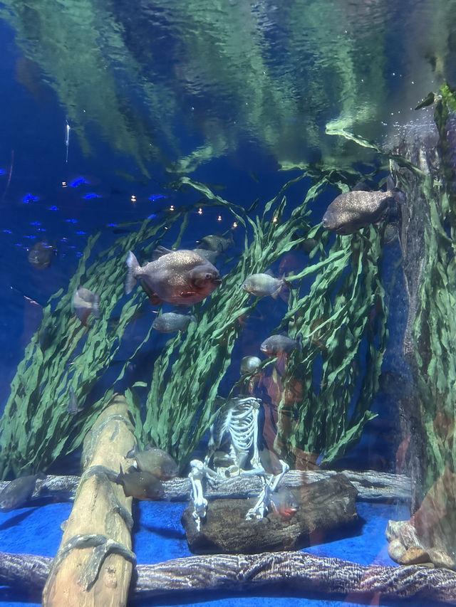 🌊 Dive into an Unforgettable Adventure at Aquaria KLCC! 🦈