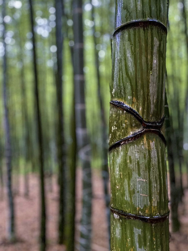 【栃木】美しい竹林