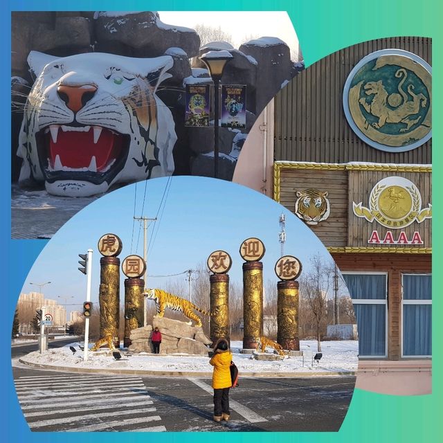 แจกแพลนเที่ยว🧳 Harbin 1 Day Trip (ระดับ AAAA)