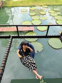ไปดูบัวใหญ่ที่ หนำวังยาวฟาร์ม เทพา
