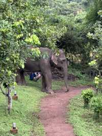 #Chang Mai elephant friends 來場跟大象近距離的接觸吧！